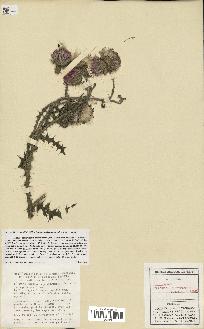 spécimen de Carduus crispus