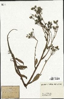 spécimen de Crepis vesicaria