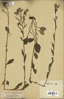 spécimen de Erigeron annuus