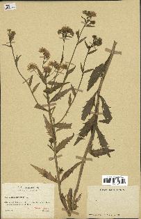 spécimen de Erigeron annuus