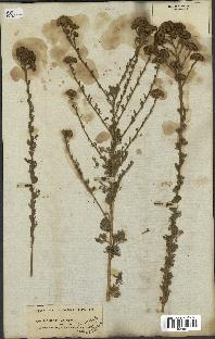 spécimen de Tanacetum annuum