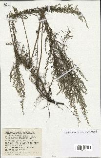 spécimen de Artemisia caerulescens