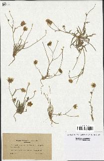 spécimen de Catananche arenaria