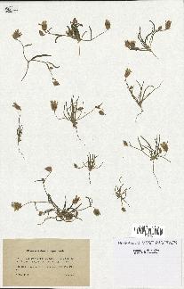 spécimen de Catananche arenaria