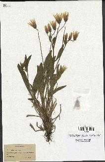 spécimen de Catananche lutea