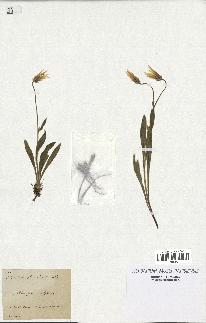 spécimen de Catananche lutea