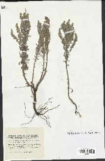 spécimen de Artemisia caerulescens