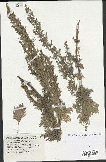 spécimen de Artemisia absinthium