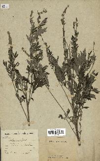 spécimen de Artemisia vulgaris