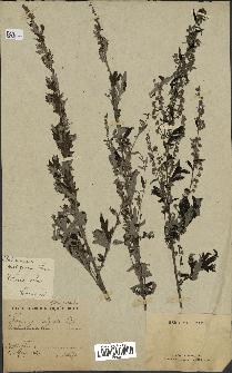 spécimen de Artemisia vulgaris