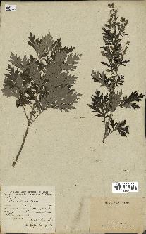 spécimen de Artemisia vulgaris