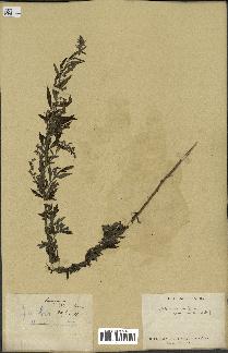 spécimen de Artemisia vulgaris