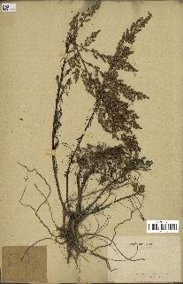 spécimen de Artemisia sp.