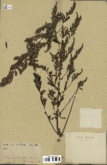 spécimen de Artemisia sp.