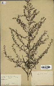 spécimen de Artemisia sp.