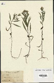 spécimen de Aster novi-belgii