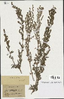 spécimen de Artemisia absinthium