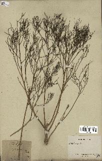 spécimen de Artemisia sp.