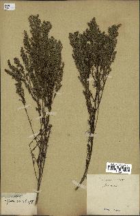 spécimen de Artemisia sp.