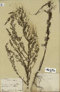 spécimen de Artemisia sp.