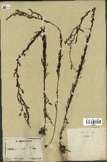 spécimen de Artemisia sp.