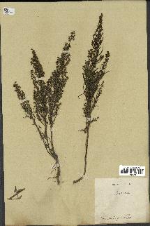 spécimen de Artemisia sp.