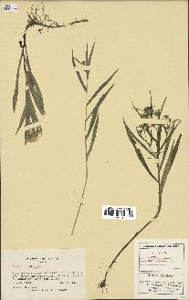 spécimen de Aster novi-belgii
