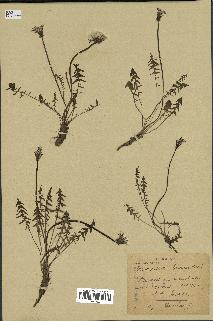 spécimen de Taraxacum alpinum