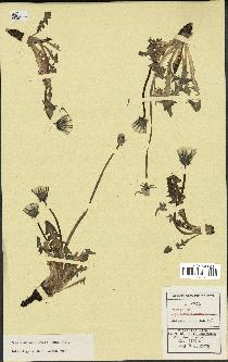 spécimen de Taraxacum aquilonare