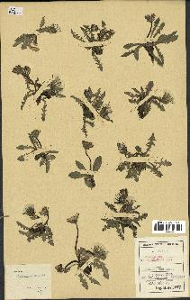 spécimen de Taraxacum aquilonare