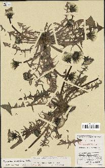 spécimen de Taraxacum baeckiiforme