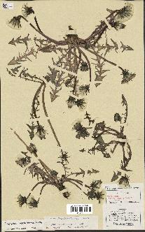 spécimen de Taraxacum baeckiiforme