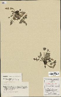 spécimen de Taraxacum aquilonare