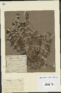 spécimen de Taraxacum erythrospermum