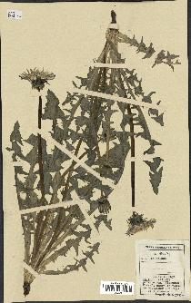 spécimen de Taraxacum sp.