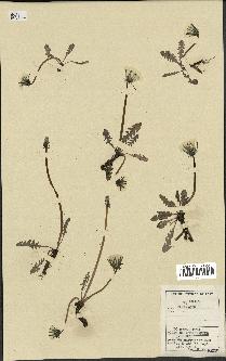 spécimen de Taraxacum sp.