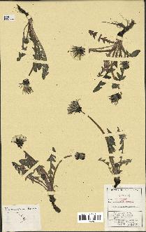 spécimen de Taraxacum hamatum