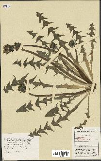 spécimen de Taraxacum aequilobium