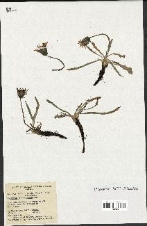 spécimen de Taraxacum phymatocarpum