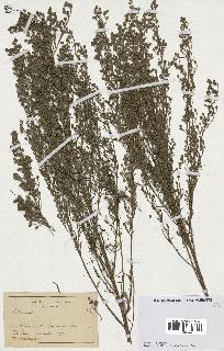 spécimen de Artemisia sp.