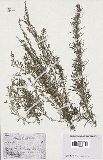 spécimen de Artemisia sp.