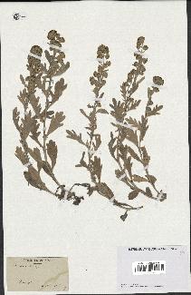 spécimen de Artemisia stelleriana