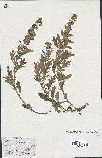 spécimen de Artemisia stelleriana