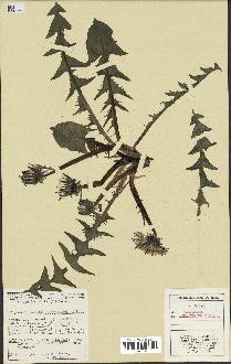 spécimen de Taraxacum bracteatum