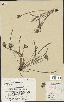 spécimen de Taraxacum bradenburgicum