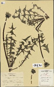 spécimen de Taraxacum haraldii