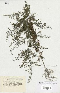 spécimen de Artemisia annua