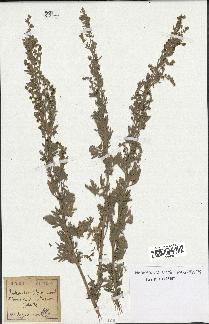 spécimen de Artemisia absinthium