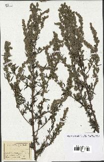 spécimen de Artemisia sp.