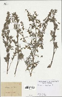 spécimen de Artemisia absinthium